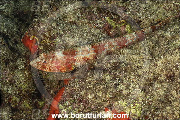 Kas, Turkey, Mediterranean sea, Synodus synodus, Synodus, Synodontidae, Red lizardfish, Lizardfish, Fish