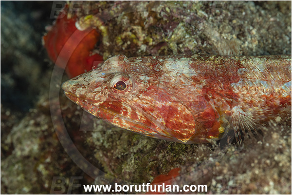 Kas, Turkey, Mediterranean sea, Synodus synodus, Synodus, Synodontidae, Red lizardfish, Lizardfish, Fish, Portrait