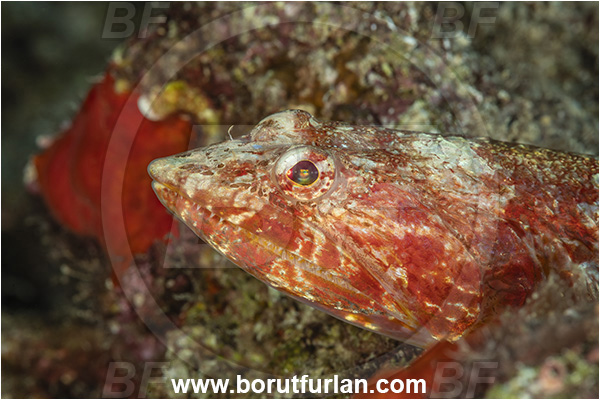 Kas, Turkey, Mediterranean sea, Synodus synodus, Synodus, Synodontidae, Red lizardfish, Lizardfish, Fish, Portrait