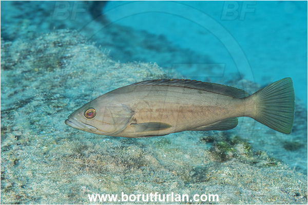 Kas, Turkey, Mediterranean sea, Epinephelus costae, Epinephelus, Serranidae, Goldblotch grouper, Golden grouper, Grouper, Fish, Female