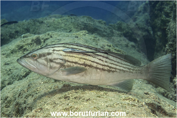 Kas, Turkey, Mediterranean sea, Epinephelus costae, Epinephelus, Serranidae, Goldblotch grouper, Golden grouper, Grouper, Echeneis naucrates, Echeneidae, Slender Suckerfish, Suckerfish, Fish