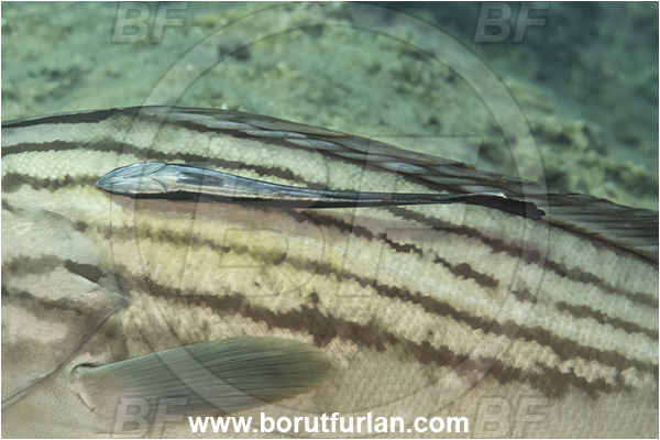 Kas, Turkey, Mediterranean sea, Epinephelus costae, Epinephelus, Serranidae, Goldblotch grouper, Golden grouper, Grouper, Echeneis naucrates, Echeneidae, Slender Suckerfish, Suckerfish, Fish