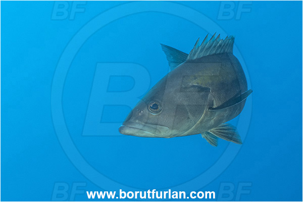 Kas, Turkey, Mediterranean sea, Epinephelus costae, Epinephelus, Serranidae, Goldblotch grouper, Golden grouper, Grouper, Fish