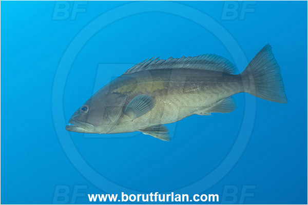 Kas, Turkey, Mediterranean sea, Epinephelus costae, Epinephelus, Serranidae, Goldblotch grouper, Golden grouper, Grouper, Fish