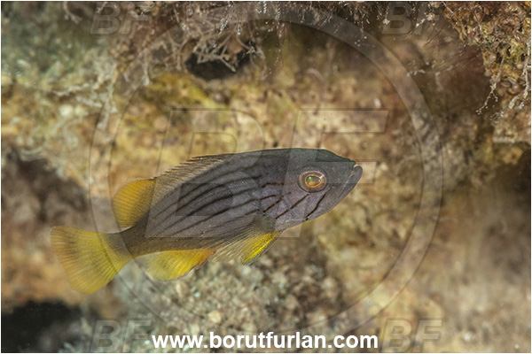 Kas, Turkey, Mediterranean sea, Epinephelus costae, Epinephelus, Serranidae, Goldblotch grouper, Golden grouper, Grouper, Fish, Juvenile