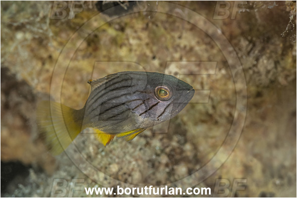 Kas, Turkey, Mediterranean sea, Epinephelus costae, Epinephelus, Serranidae, Goldblotch grouper, Golden grouper, Grouper, Fish, Juvenile