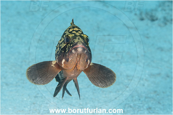 Kas, Turkey, Mediterranean sea, Epinephelus marginatus, Epinephelus, Serranidae, Dusky grouper, Grouper, Fish, Portrait