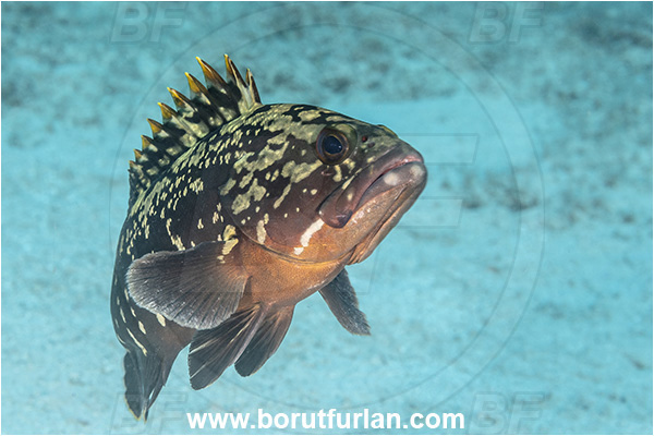 Kas, Turkey, Mediterranean sea, Epinephelus marginatus, Epinephelus, Serranidae, Dusky grouper, Grouper, Fish