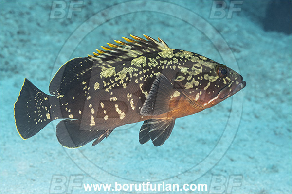 Kas, Turkey, Mediterranean sea, Epinephelus marginatus, Epinephelus, Serranidae, Dusky grouper, Grouper, Fish