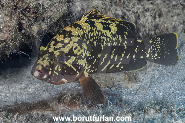 Kas, Turkey, Mediterranean sea, Epinephelus marginatus, Epinephelus, Serranidae, Dusky grouper, Grouper, Fish