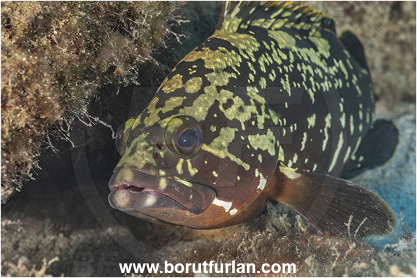 Kas, Turkey, Mediterranean sea, Epinephelus marginatus, Epinephelus, Serranidae, Dusky grouper, Grouper, Fish