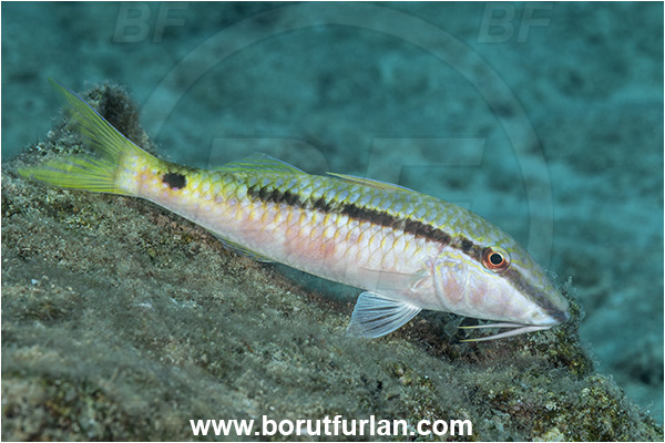 Kas, Turkey, Mediterranean sea, Parupeneus forsskali, Parupeneus, Mullidae, Red Sea goatfish, Goatfish, Fish