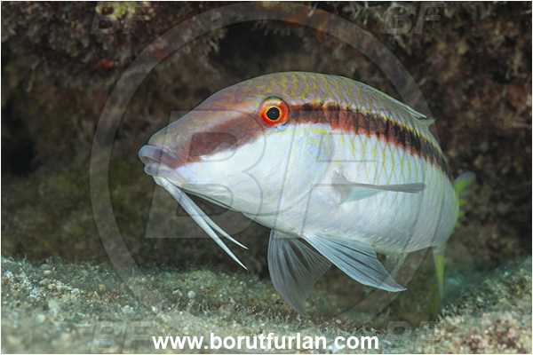 Kas, Turkey, Mediterranean sea, Parupeneus forsskali, Parupeneus, Mullidae, Red Sea goatfish, Goatfish, Fish, Portrait