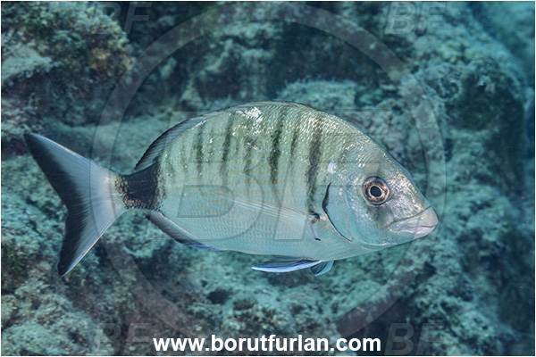 Kas, Turkey, Mediterranean sea, Diplodus sargus, Diplodus, Sparidae, White seabream, Seabream, Fish