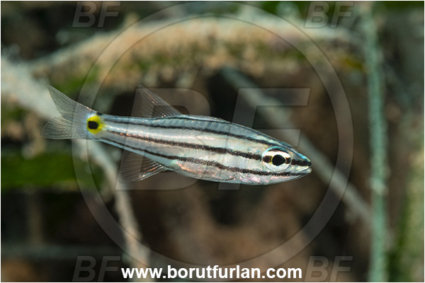 Kas, Turkey, Mediterranean sea, Cheilodipterus quinquelineatus, Cheilodipterus, Apogonidae, Five-lined Cardinalfish, Cardinalfish, Fish