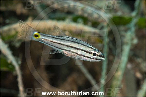 Kas, Turkey, Mediterranean sea, Cheilodipterus quinquelineatus, Cheilodipterus, Apogonidae, Five-lined Cardinalfish, Cardinalfish, Fish