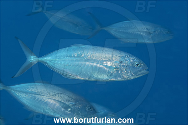 Kas, Turkey, Mediterranean sea, Caranx crysos, Caranx, Carangidae, Blue runner, Jack, Fish