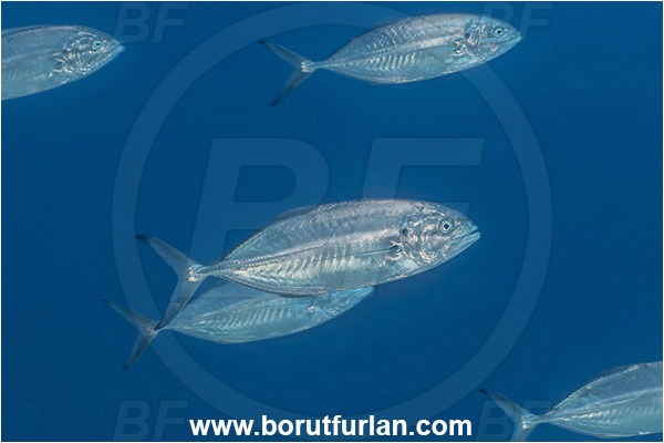 Kas, Turkey, Mediterranean sea, Caranx crysos, Caranx, Carangidae, Blue runner, Jack, Fish