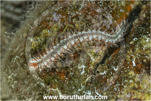 Kas, Turkey, Mediterranean sea, Hermodice carunculata, Hermodice, Amphinomidae, Bearded fireworm, Fireworm, Worm, Polychaeta