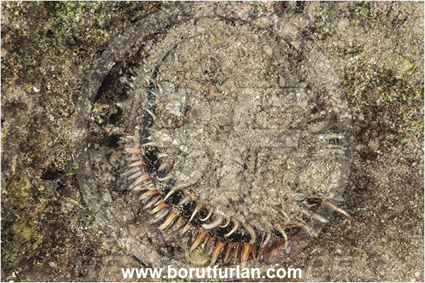 Kas, Turkey, Mediterranean sea, Spondylus gaederopus, Spondylus, Spondylidae, Thorny Oyster, Oyster, Shell, Bivalvia, Mollusca, Mollusc