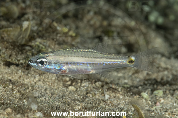 Kas, Turkey, Mediterranean sea, Cheilodipterus quinquelineatus, Cheilodipterus, Apogonidae, Five-lined Cardinalfish, Cardinalfish, Fish