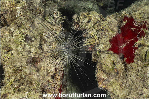 Kas, Turkey, Mediterranean sea, Diadema setosum, Diadema, Diadematidae, Echinodermata, Echinoderm, Long-spined sea urchin, Common long-spined urchin, Sea Urchin