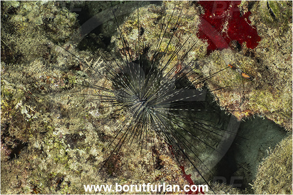 Kas, Turkey, Mediterranean sea, Diadema setosum, Diadema, Diadematidae, Echinodermata, Echinoderm, Long-spined sea urchin, Common long-spined urchin, Sea Urchin