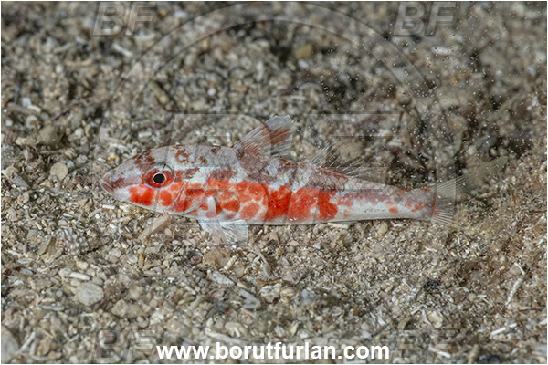 Kas, Turkey, Mediterranean sea, Parupeneus forsskali, Parupeneus, Mullidae, Red Sea goatfish, Goatfish, Fish, Night color