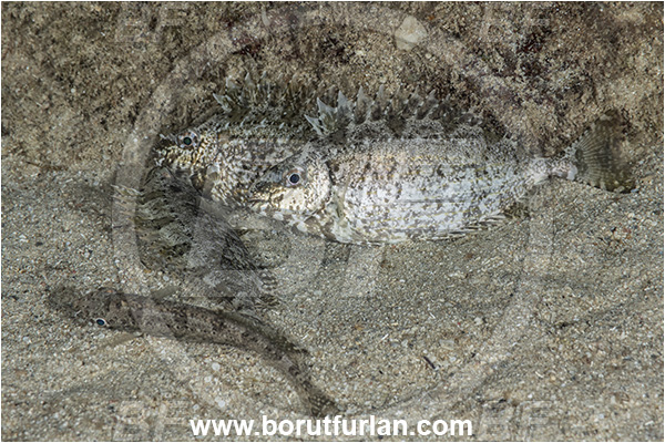 Kas, Turkey, Mediterranean sea, Siganus rivulatus, Siganus, Siganidae, Marbled rabbit fish, Marbled spinefoot, Spinefoot, Rabbit fish, Fish, Sleeping