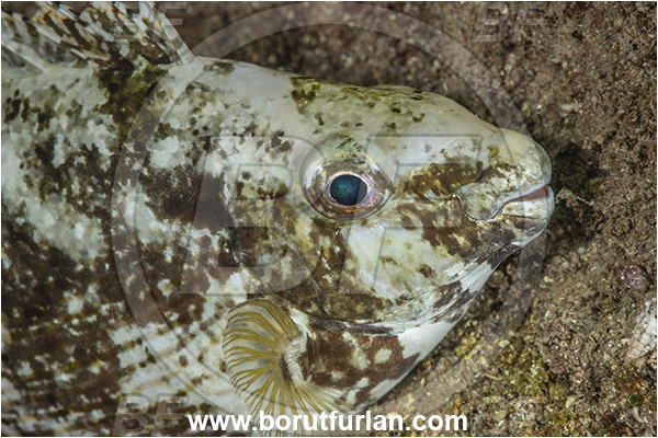 Kas, Turkey, Mediterranean sea, Siganus rivulatus, Siganus, Siganidae, Marbled rabbit fish, Marbled spinefoot, Spinefoot, Rabbit fish, Fish, Sleeping, Portrait