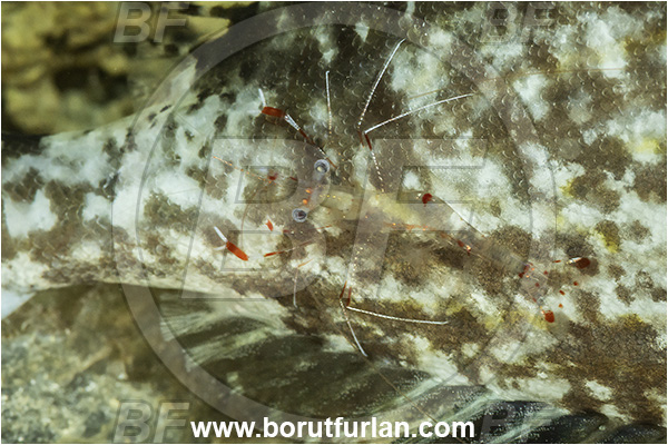 Kas, Turkey, Mediterranean sea, Siganus rivulatus, Siganus, Siganidae, Marbled rabbit fish, Marbled spinefoot, Spinefoot, Rabbit fish, Fish, Urocaridella pulchella, Urocaridella, Palaemonidae, Decapoda, Cleaner Shrimp, Shrimp, Crustacea, Crustacean