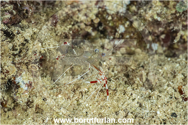 Kas, Turkey, Mediterranean sea, Urocaridella pulchella, Urocaridella, Palaemonidae, Decapoda, Cleaner Shrimp, Shrimp, Crustacea, Crustacean, Eggs