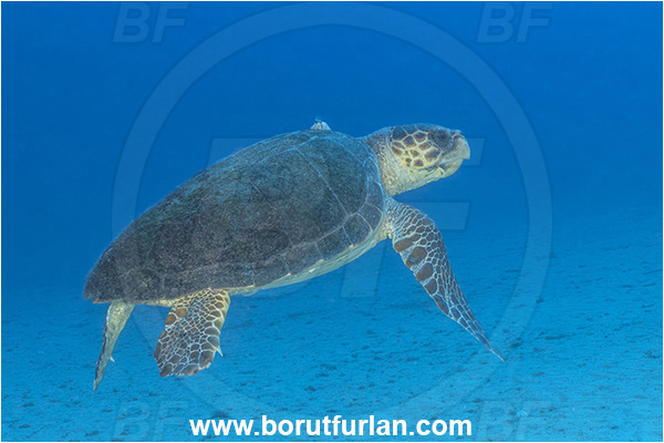 Kas, Turkey, Mediterranean sea, Caretta caretta, Caretta, Reptilia, Reptilian, Loggerhead sea turtle, Turtle