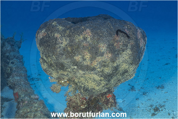 Kas, Turkey, Mediterranean sea, Sarcotragus foetidus, Sarcotragus, Irciniidae, Sponge, Porifera