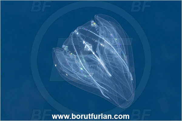 Kas, Turkey, Mediterranean sea, Unidentified, Ctenophora, Comb Jelly, Plankton