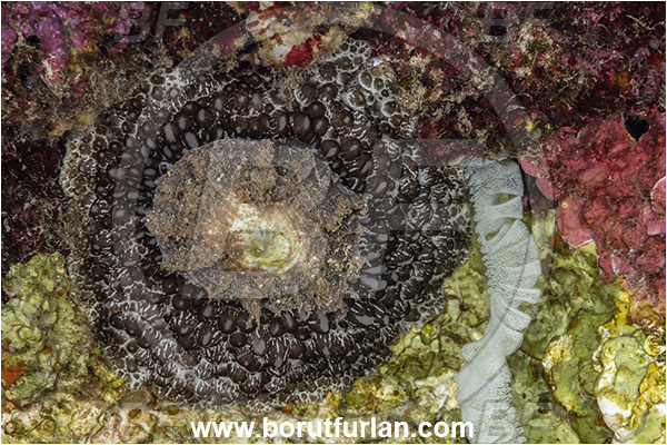 Kas, Turkey, Mediterranean sea, Umbraculum umbraculum, Umbraculum, Umbraculidae, Umbrella slug, Sea snail, Gastropoda, Mollusca, Mollusc, Eggs