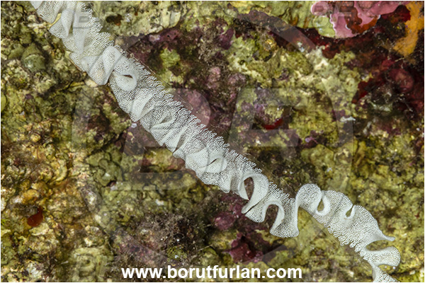 Kas, Turkey, Mediterranean sea, Umbraculum umbraculum, Umbraculum, Umbraculidae, Umbrella slug, Sea snail, Gastropoda, Mollusca, Mollusc, Eggs