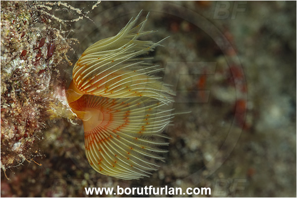 Kas, Turkey, Mediterranean sea, Protula tubularia, Protula, Serpulidae, White-Tufted Worm, Red-spotted horseshoe, Worm, Polychaeta