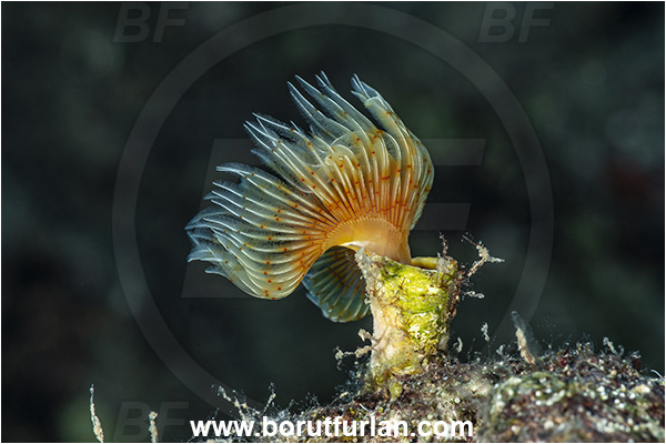 Kas, Turkey, Mediterranean sea, Protula tubularia, Protula, Serpulidae, White-Tufted Worm, Red-spotted horseshoe, Worm, Polychaeta