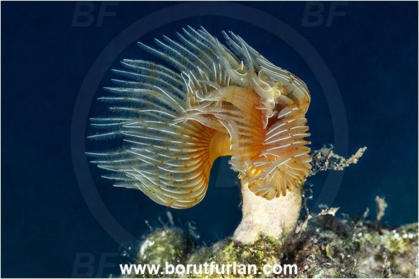 Kas, Turkey, Mediterranean sea, Protula tubularia, Protula, Serpulidae, White-Tufted Worm, Red-spotted horseshoe, Worm, Polychaeta