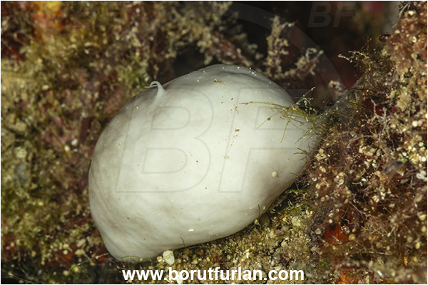 Kas, Turkey, Mediterranean sea, Chondrosia reniformis, Chondrosia, Chondrosiidae, Kidney sponge, Sponge, Porifera