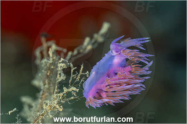 Kas, Turkey, Mediterranean sea, Flabellina affinis, Flabellina, Flabellinidae, Pink Flabellina, Mediterranean flabellina, Nudibranch, Sea slug, Gastropoda, Mollusca