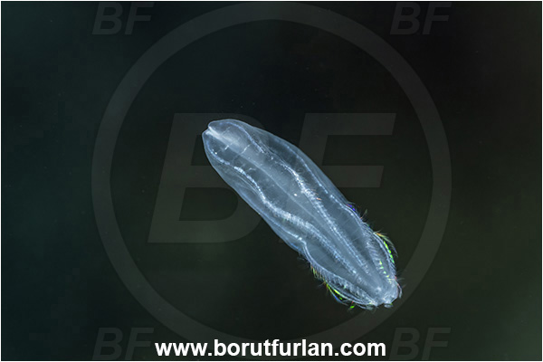 Kas, Turkey, Mediterranean sea, Beroe cucumis, Beroe, Beroidae, Ctenophora, Comb Jelly, Plankton