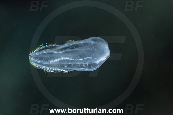 Kas, Turkey, Mediterranean sea, Beroe cucumis, Beroe, Beroidae, Ctenophora, Comb Jelly, Plankton