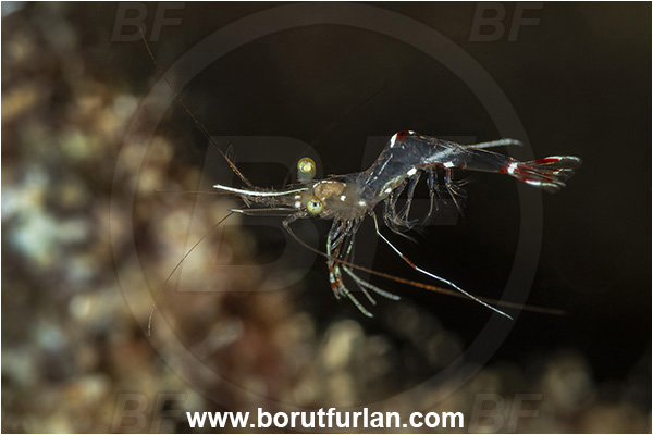 Kas, Turkey, Mediterranean sea, Urocaridella pulchella, Urocaridella, Palaemonidae, Decapoda, Cleaner Shrimp, Shrimp, Crustacea, Crustacean