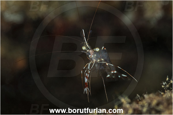 Kas, Turkey, Mediterranean sea, Urocaridella pulchella, Urocaridella, Palaemonidae, Decapoda, Cleaner Shrimp, Shrimp, Crustacea, Crustacean