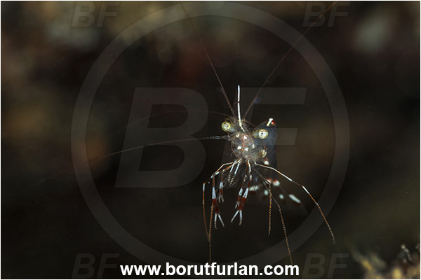Kas, Turkey, Mediterranean sea, Urocaridella pulchella, Urocaridella, Palaemonidae, Decapoda, Cleaner Shrimp, Shrimp, Crustacea, Crustacean