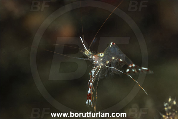 Kas, Turkey, Mediterranean sea, Urocaridella pulchella, Urocaridella, Palaemonidae, Decapoda, Cleaner Shrimp, Shrimp, Crustacea, Crustacean
