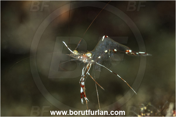 Kas, Turkey, Mediterranean sea, Urocaridella pulchella, Urocaridella, Palaemonidae, Decapoda, Cleaner Shrimp, Shrimp, Crustacea, Crustacean