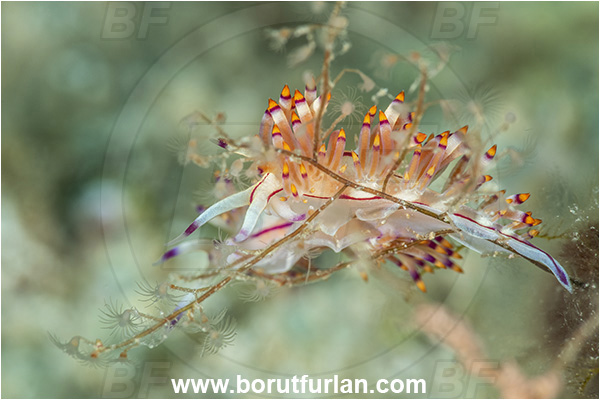 Kas, Turkey, Mediterranean sea, Coryphellina rubrolineata, Coryphellina, Flabellinidae, Red-lined flabellina, Nudibranch, Sea slug, Gastropoda, Mollusca